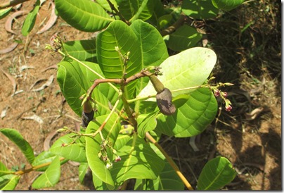 Small cashew tree